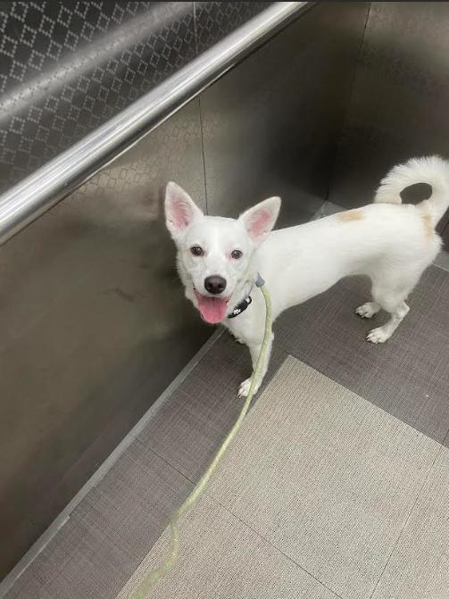 Seul, a ADOPTABLE mixed breed in Naperville, IL image 4/6