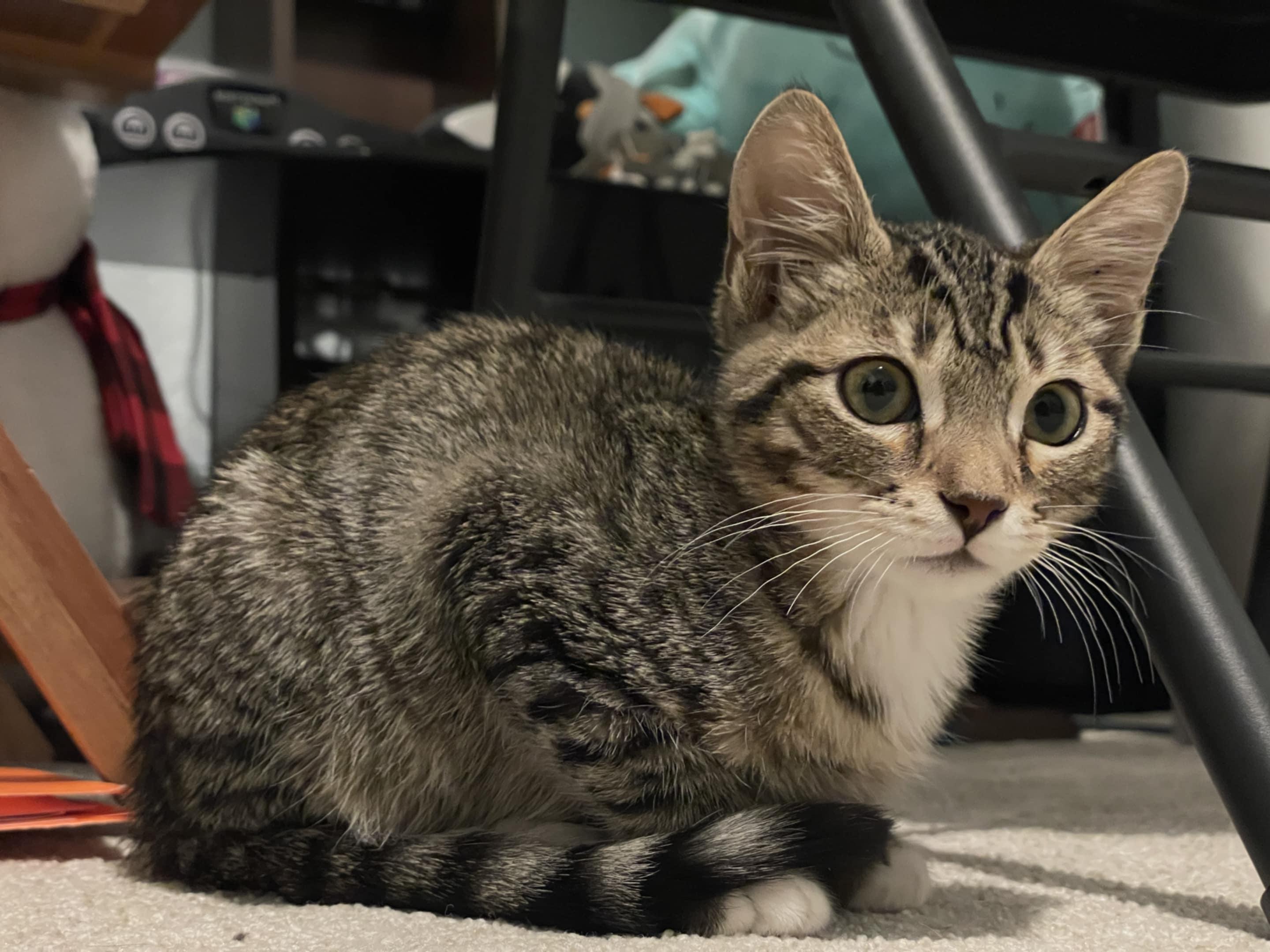 Enlarge Chestnut, a Adoptable mixed breed in Santa Clara, CA image 1/6