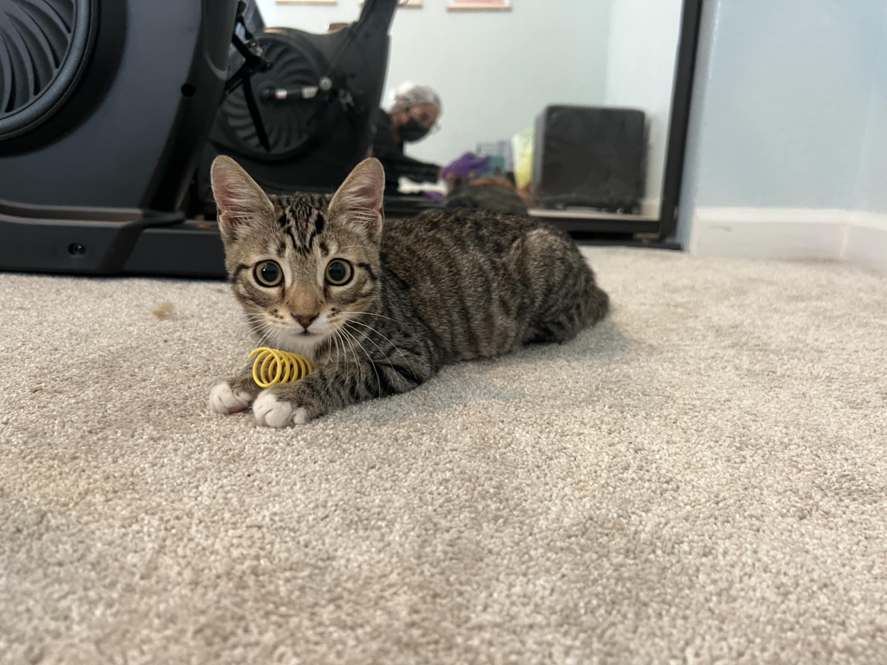 Enlarge Chestnut, a Adoptable mixed breed in Santa Clara, CA image 2/6