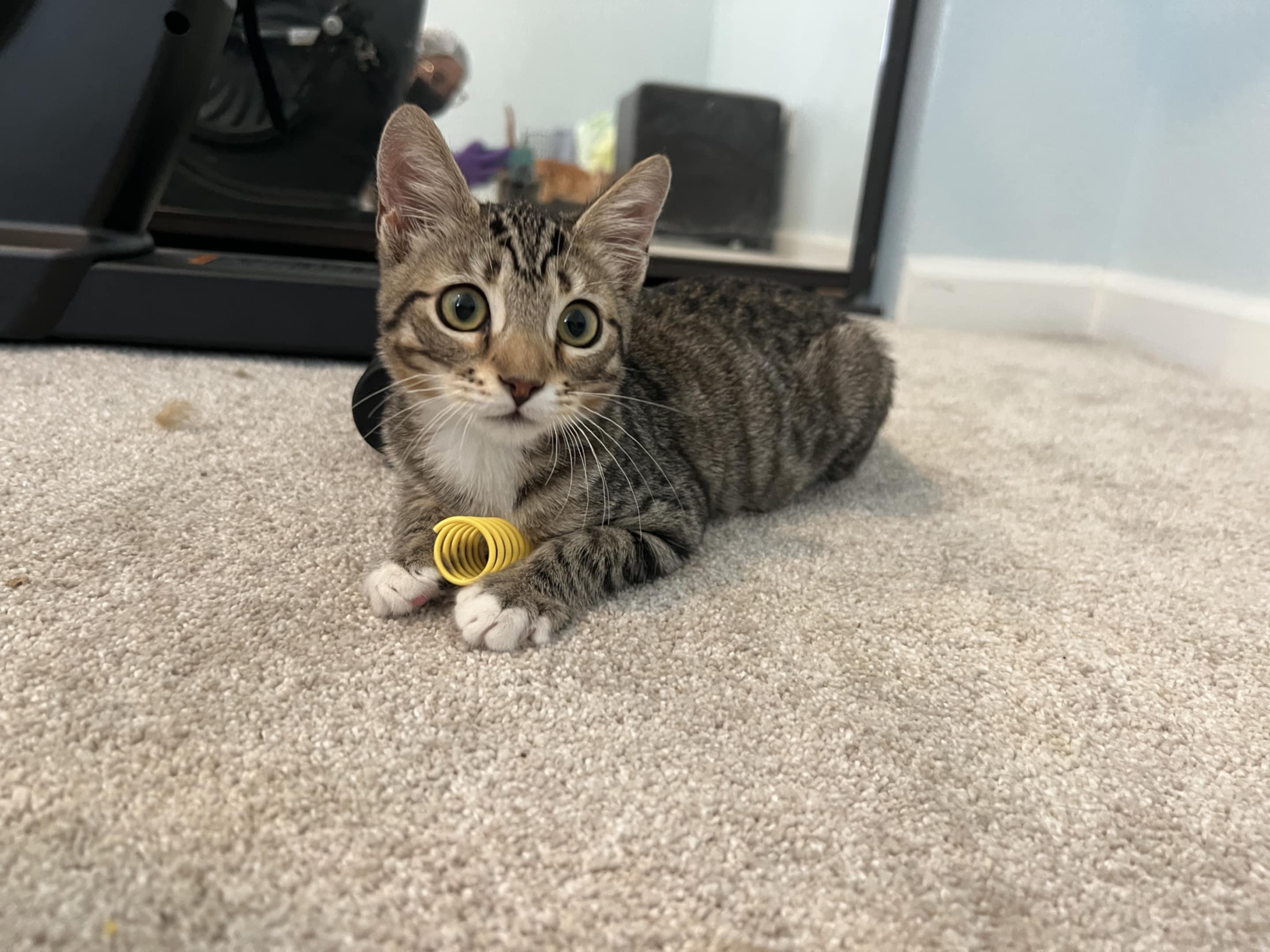 Enlarge Chestnut, a Adoptable mixed breed in Santa Clara, CA image 3/6