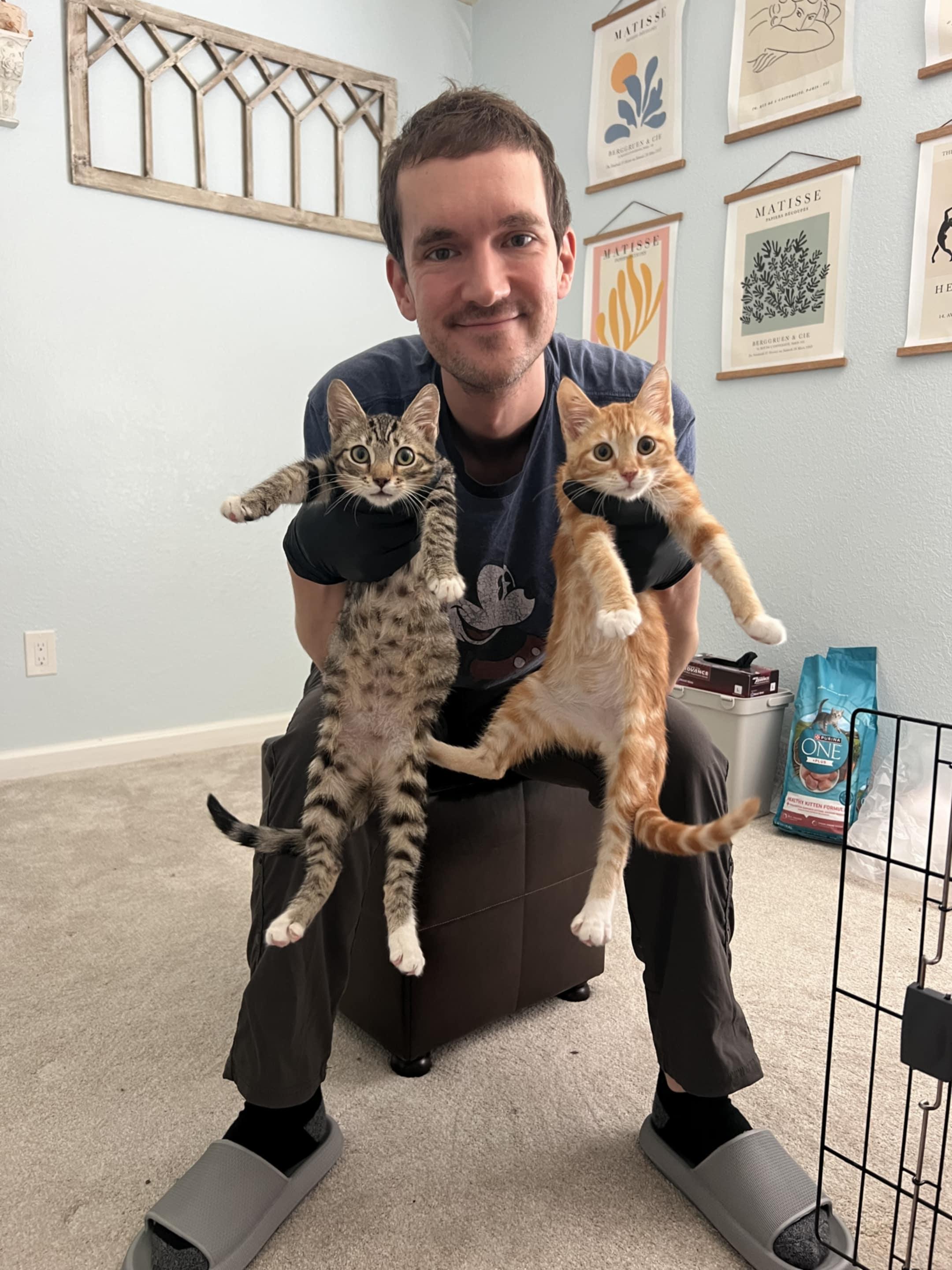 Enlarge Chestnut, a Adoptable mixed breed in Santa Clara, CA image 4/6