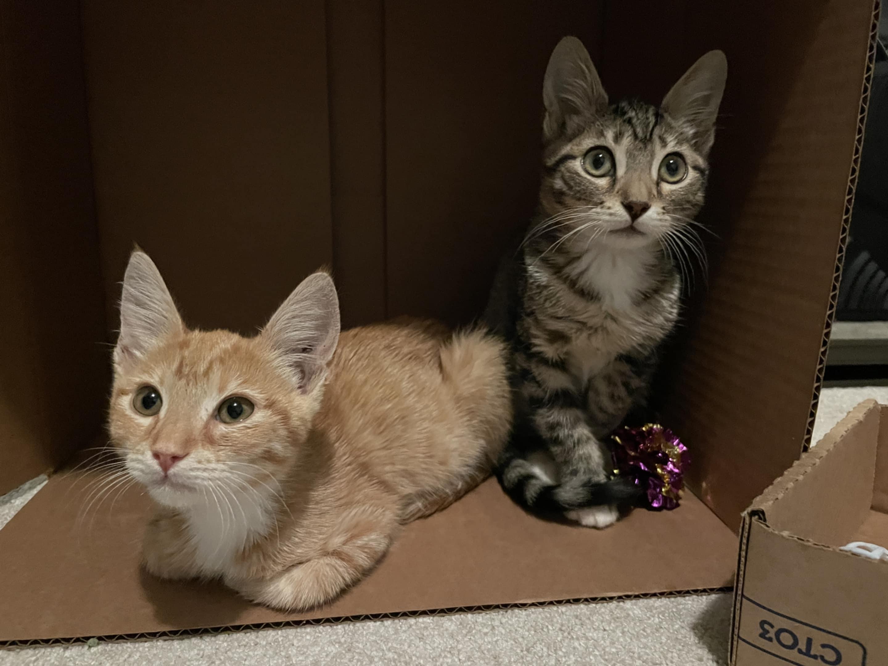 Enlarge Chestnut, a Adoptable mixed breed in Santa Clara, CA image 5/6