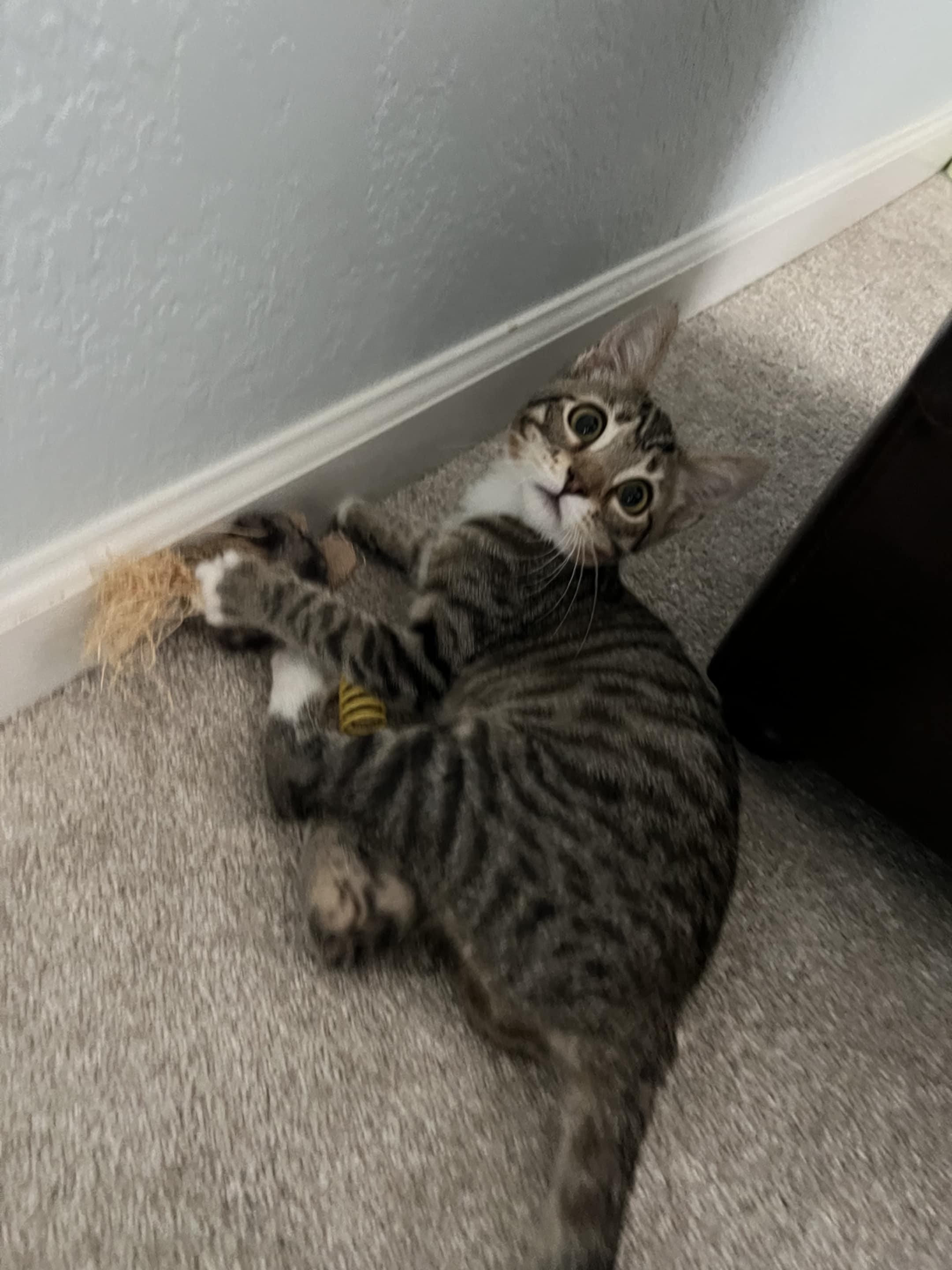 Enlarge Chestnut, a Adoptable mixed breed in Santa Clara, CA image 6/6