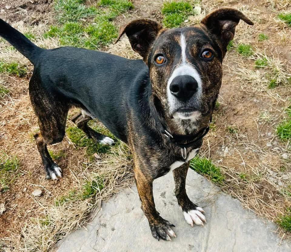 Enlarge Hank , a ADOPTABLE mixed breed in Sidney, NY image 1/1