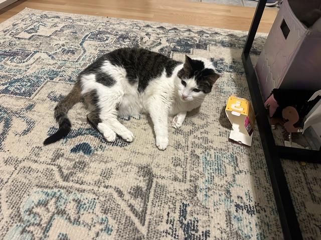 Queenie, a ADOPTABLE American Shorthair in Medford, MA image 2/4