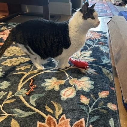 Queenie, a ADOPTABLE American Shorthair in Medford, MA image 4/4