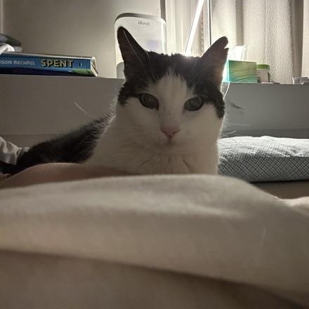 Queenie, a ADOPTABLE American Shorthair in Medford, MA image 3/4