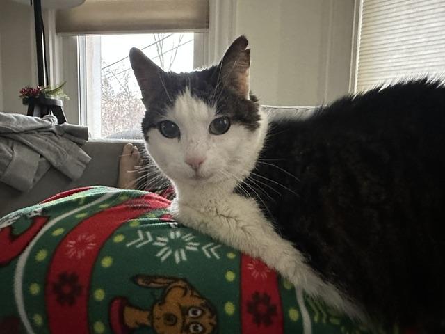 Queenie, a ADOPTABLE American Shorthair in Medford, MA image 1/4