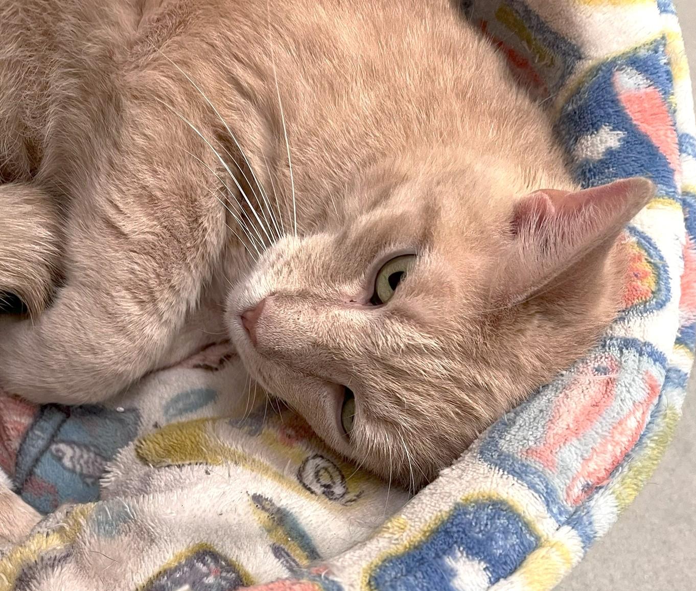 Mischa, ADOPTABLE, Adult Male Tiger.