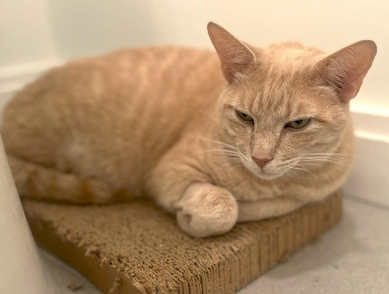 Mischa, a ADOPTABLE Tiger in Jamaica Plain, MA image 2/3