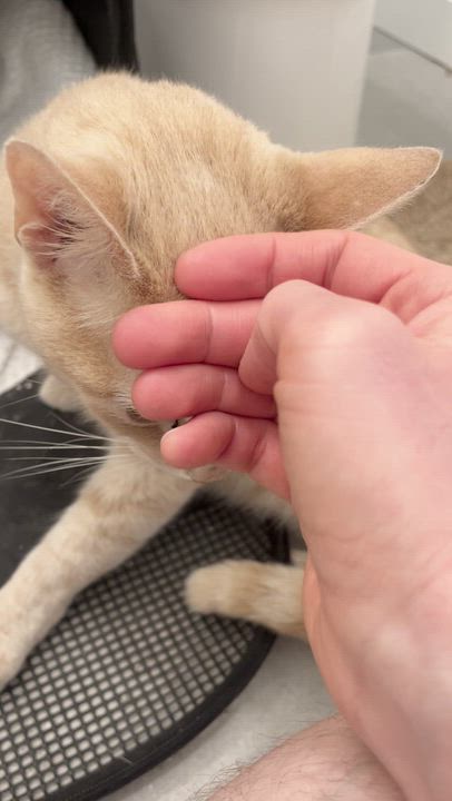 Enlarge Mischa, a ADOPTABLE Tiger in Jamaica Plain, MA video 3/3