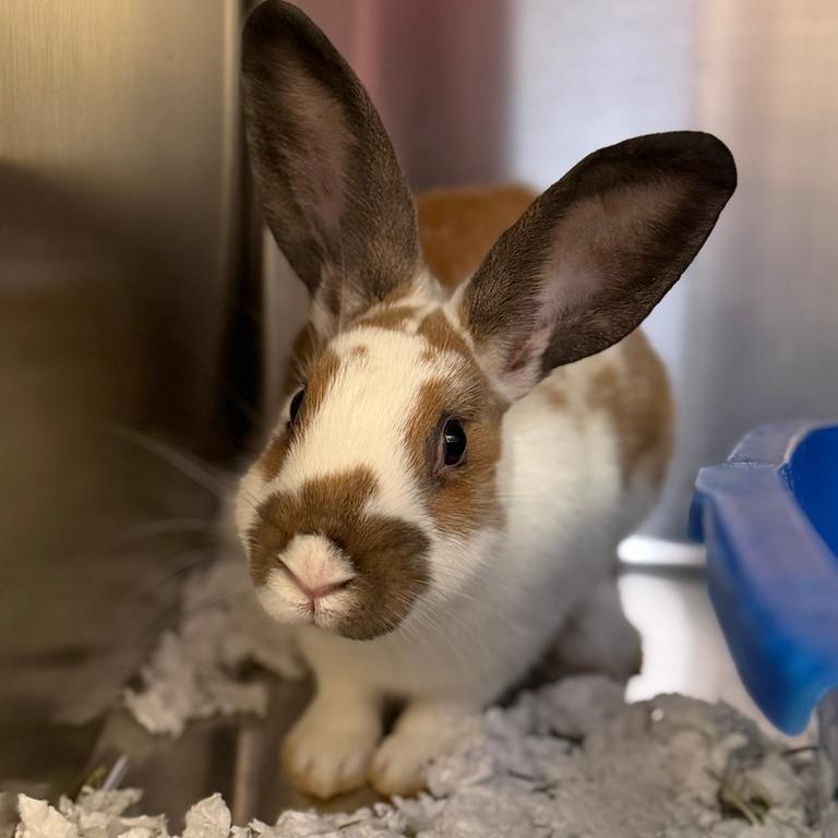 Enlarge Ginger, a Adoptable American in Pittsford, VT image 1/1