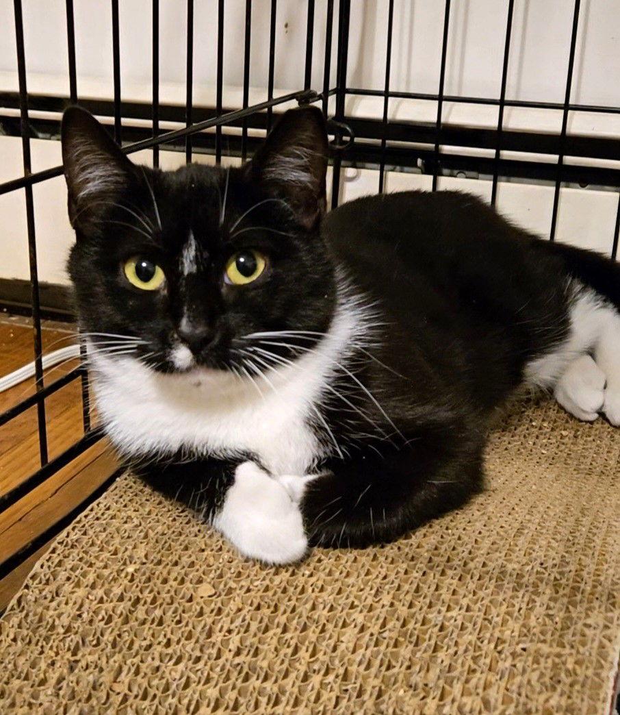 Stylus, Adoptable, Young Female Domestic Short Hair.