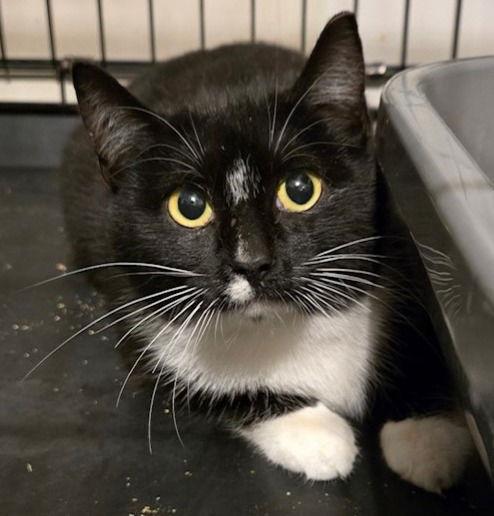 Stylus, a Adoptable Domestic Short Hair in Flushing, NY image 2/2