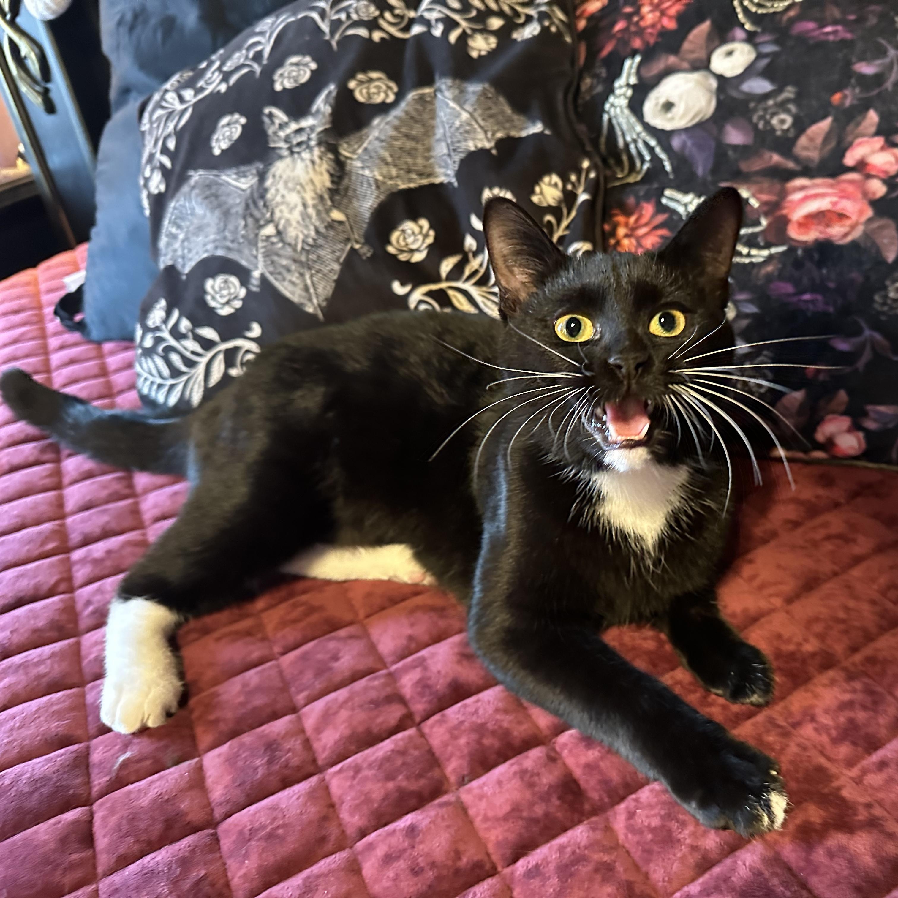 Jezebel, a ADOPTABLE Domestic Short Hair in Detroit, MI image 6/6