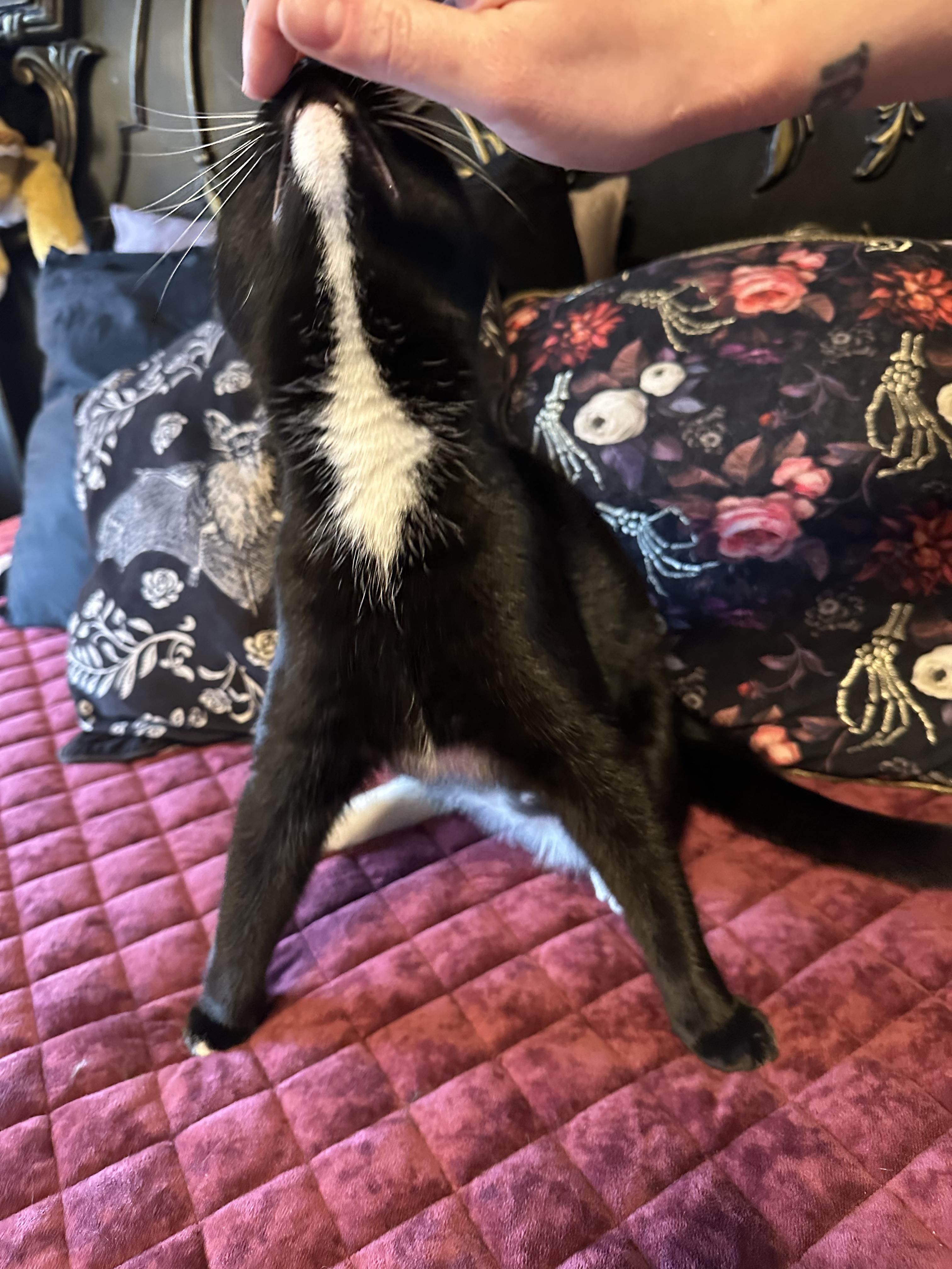 Jezebel, a ADOPTABLE Domestic Short Hair in Detroit, MI image 5/6