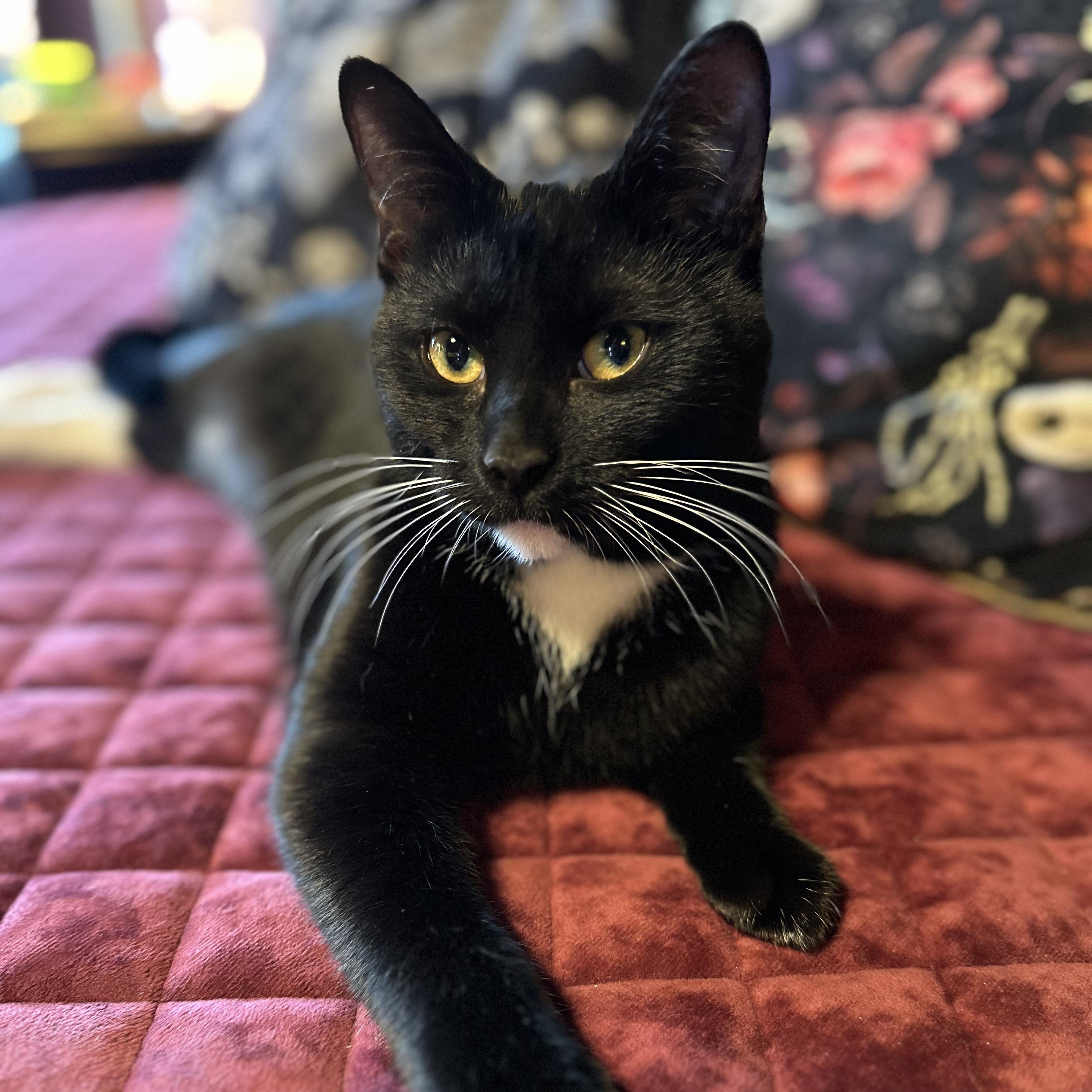 Jezebel, a ADOPTABLE Domestic Short Hair in Detroit, MI image 1/6