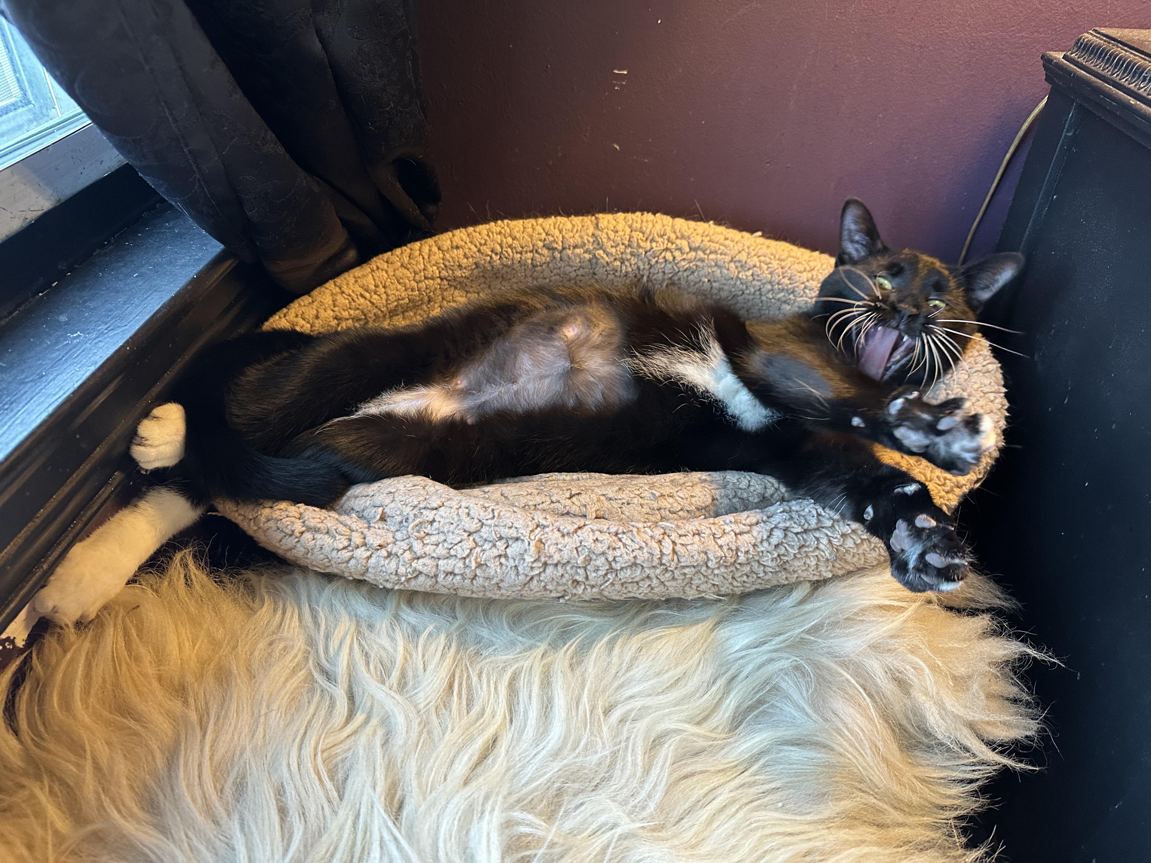 Jezebel, a ADOPTABLE Domestic Short Hair in Detroit, MI image 2/6