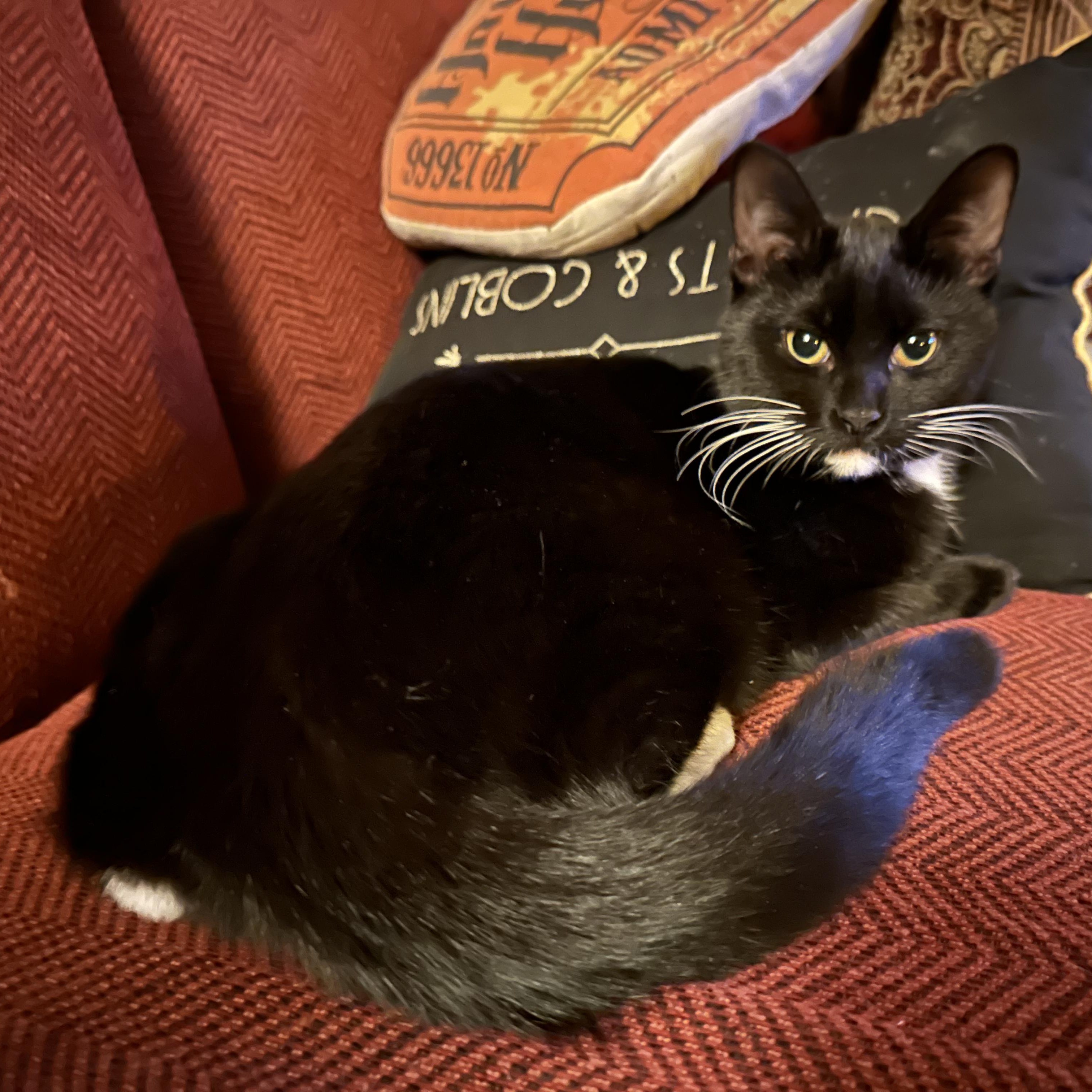 Jezebel, a ADOPTABLE Domestic Short Hair in Detroit, MI image 3/6