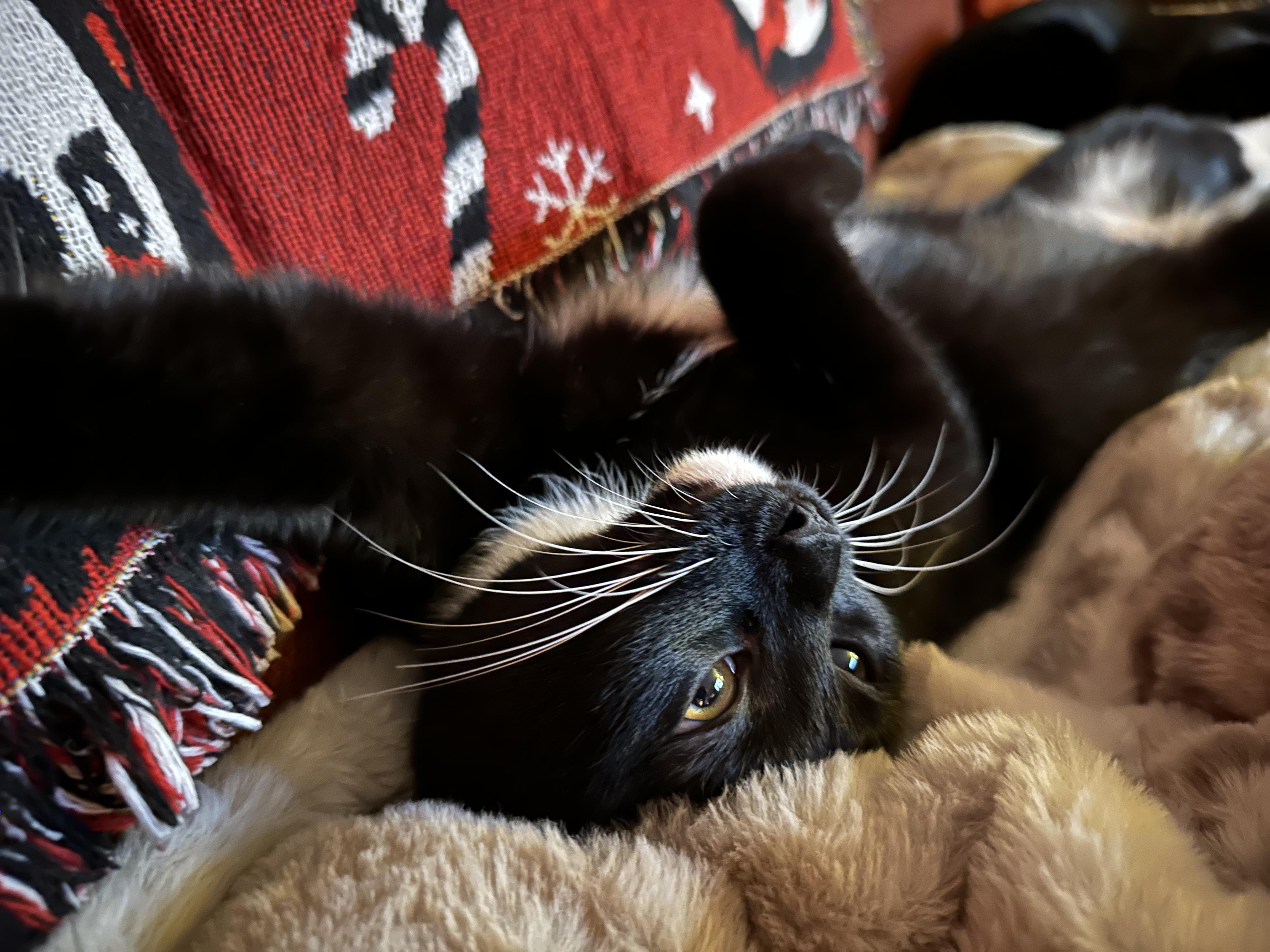 Jezebel, a ADOPTABLE Domestic Short Hair in Detroit, MI image 4/6