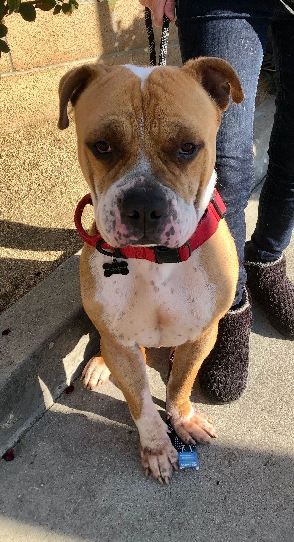 Baker, a Adoptable mixed breed in North Hollywood, CA image 1/6