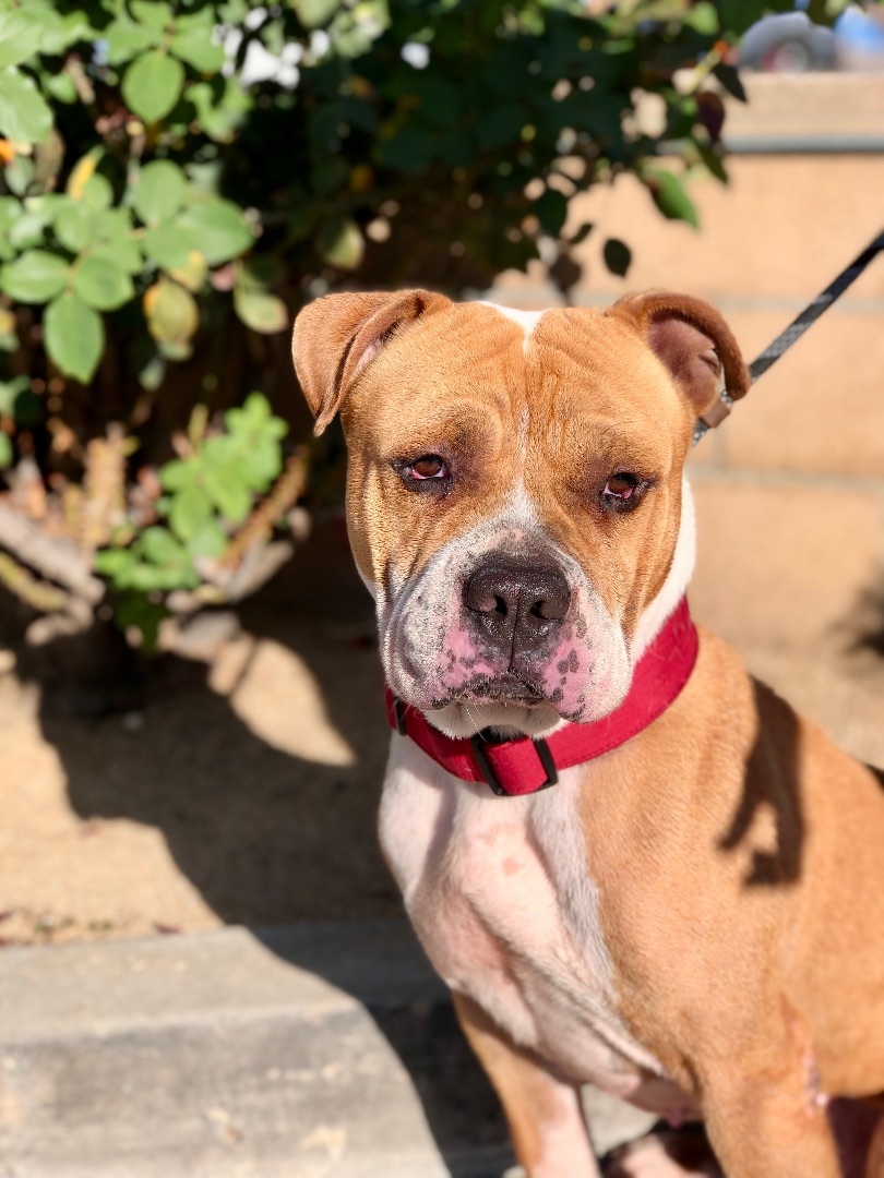 Baker, a Adoptable mixed breed in North Hollywood, CA image 2/6