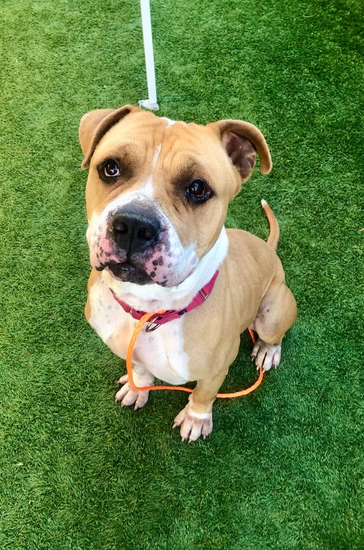 Baker, Adoptable, Senior Male American Bulldog & American Bully.