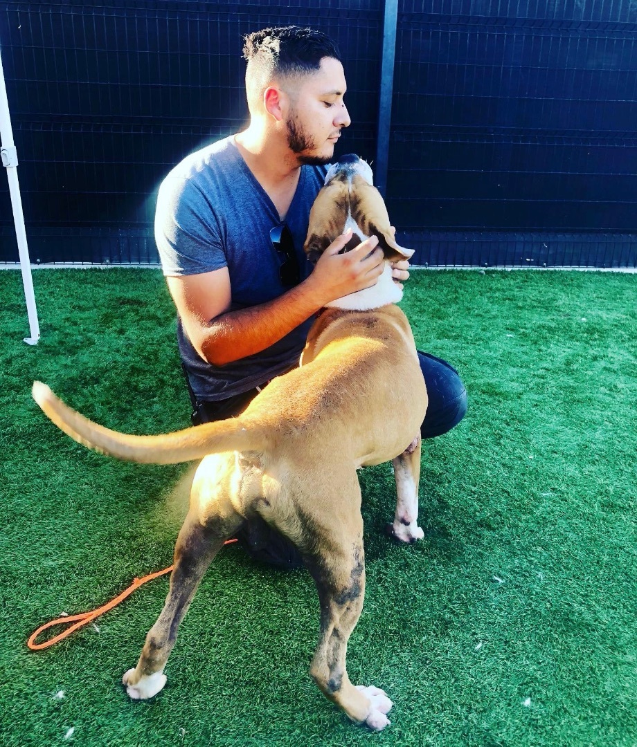 Baker, a Adoptable mixed breed in North Hollywood, CA image 4/6