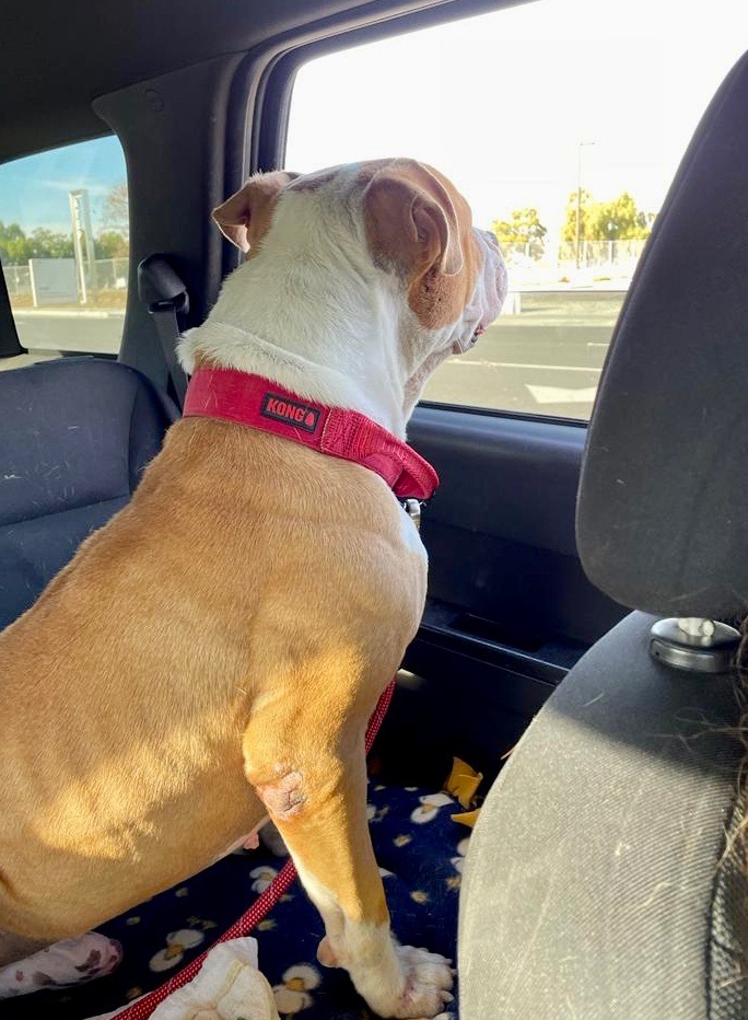 Baker, a Adoptable mixed breed in North Hollywood, CA image 5/6