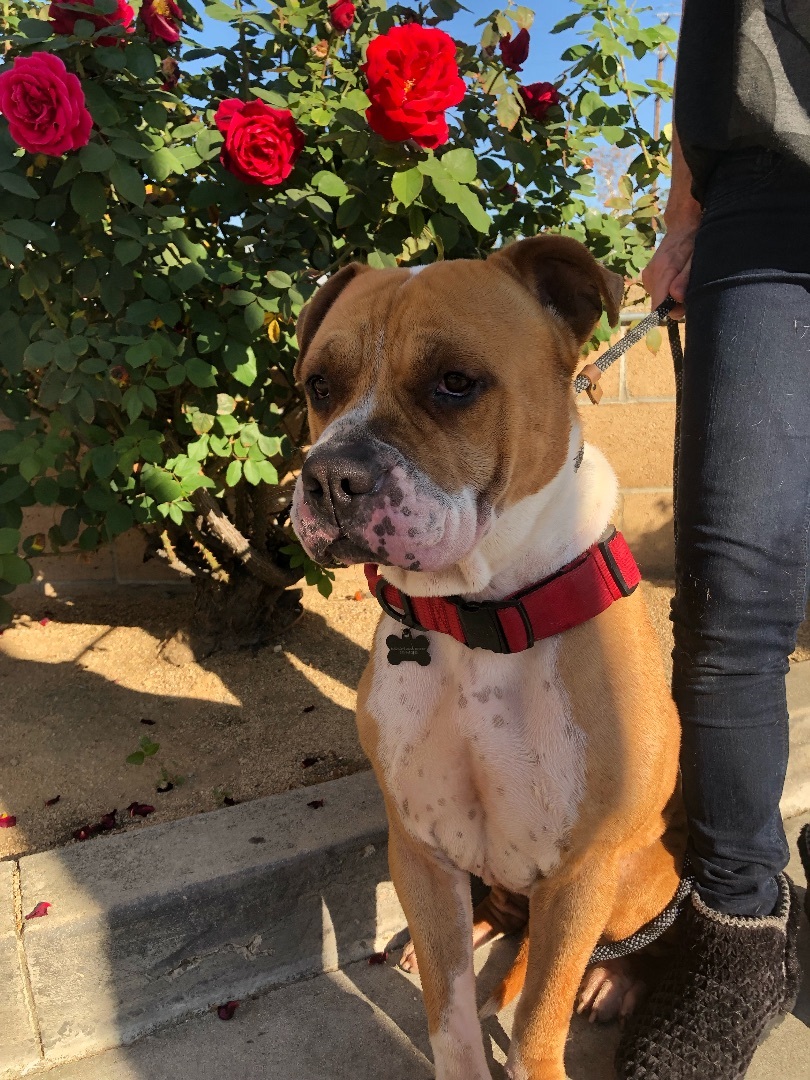 Baker, a Adoptable mixed breed in North Hollywood, CA image 6/6