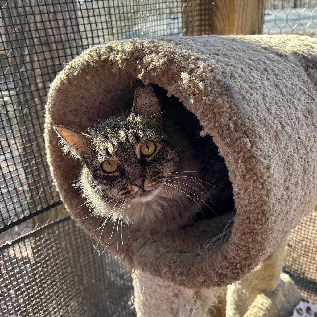 Enlarge Huey, a Adoptable Domestic Long Hair in Alexandria, VA image 2/2