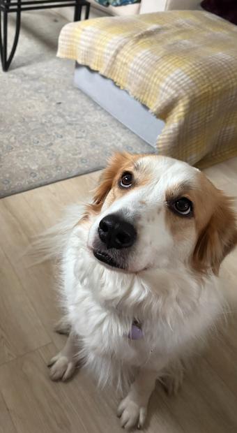 Mara/Winnie (no more applications), Adopted, Adult Female Border Collie & Australian Shepherd.