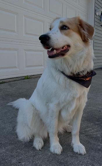 Mara/Winnie (no more applications), a Adopted mixed breed in Austin, MN image 2/3