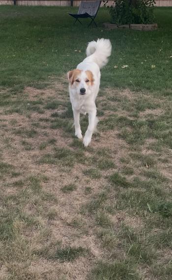 Mara/Winnie (no more applications), a Adopted mixed breed in Austin, MN image 3/3