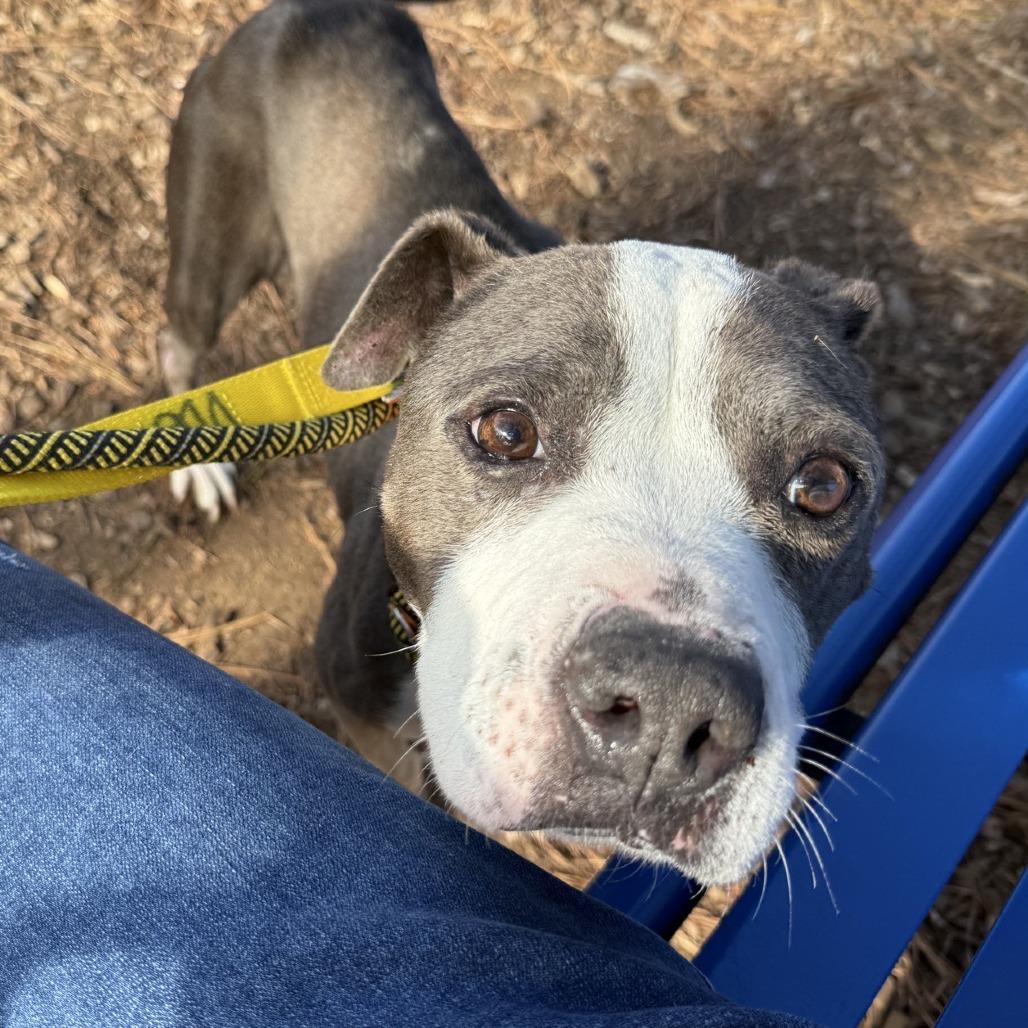 Shasta, Adoptable, Senior Female American Staffordshire Terrier.