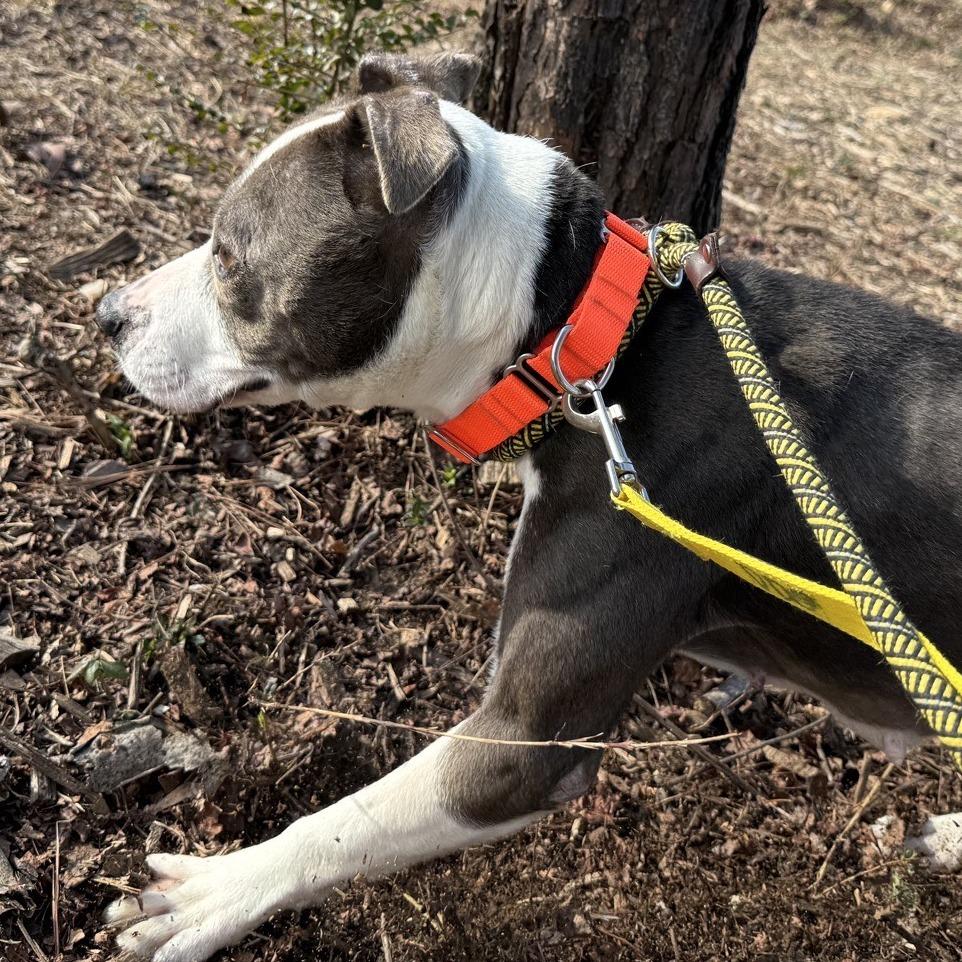 Shasta — thumbnail 2