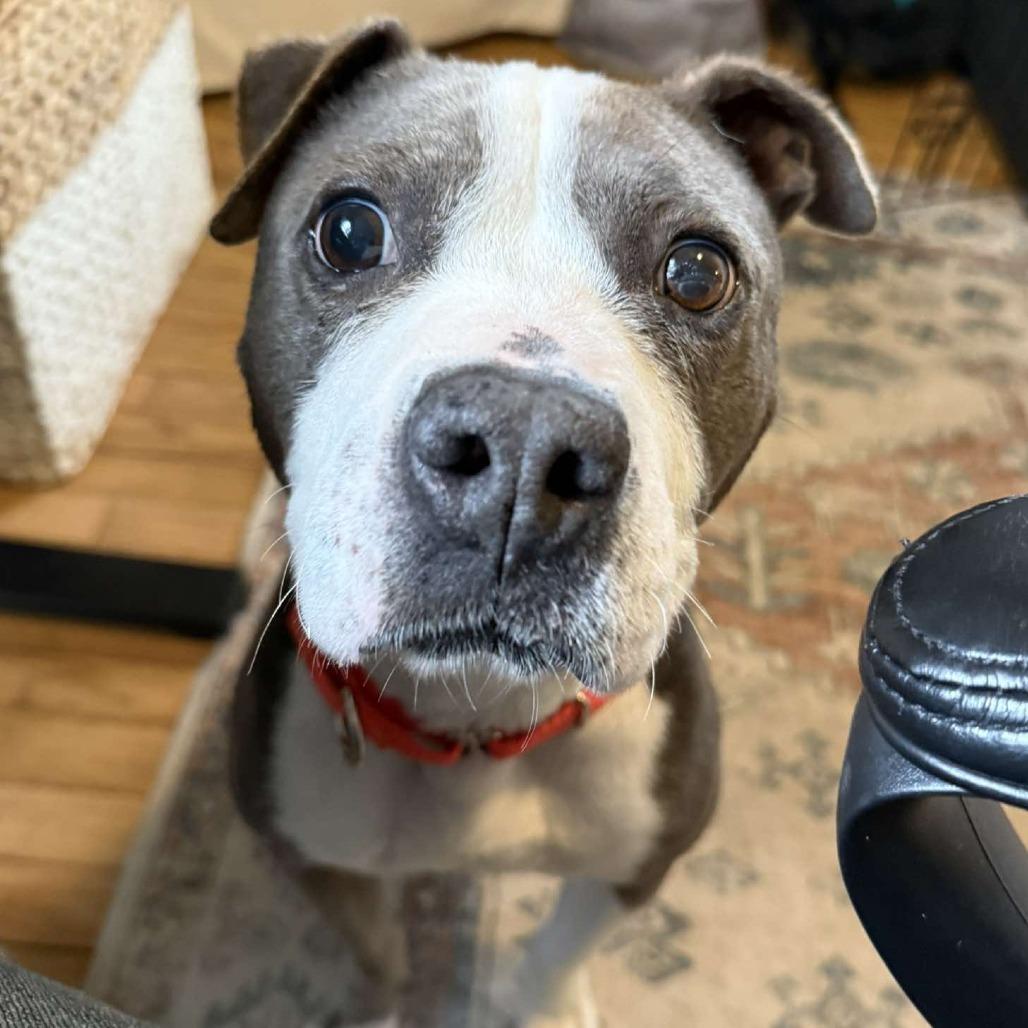 Shasta — thumbnail 3