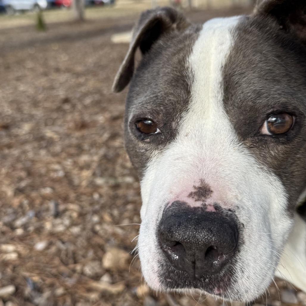 Shasta — thumbnail 4