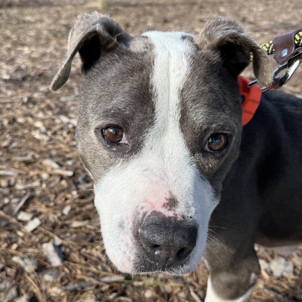 Shasta — thumbnail 5