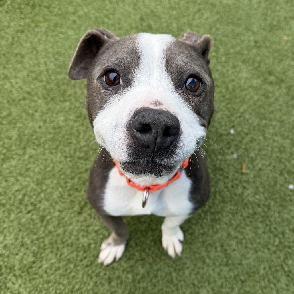 Shasta — thumbnail 6