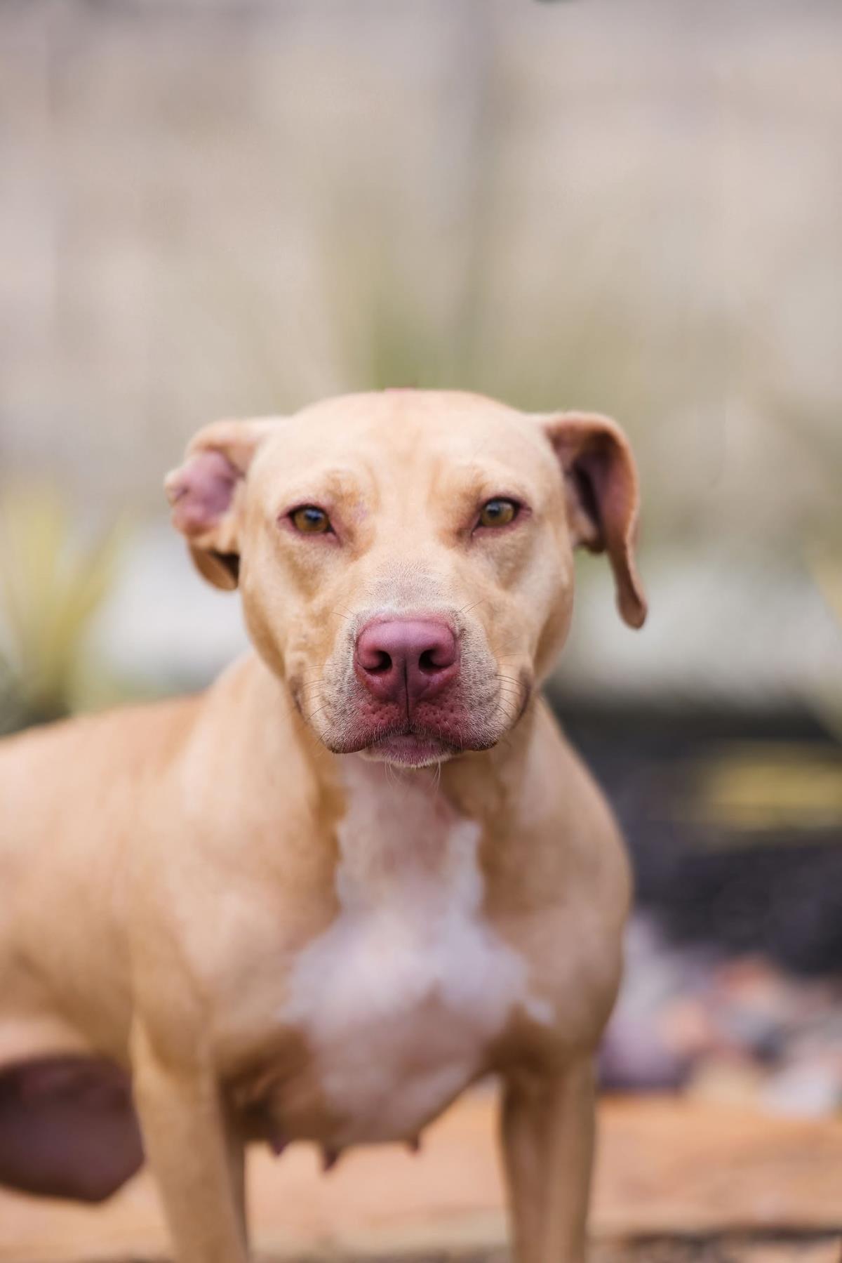 Odessa-$75 Adoption Fee! Diamond Dog!, Adoptable, Adult Female Pit Bull Terrier.
