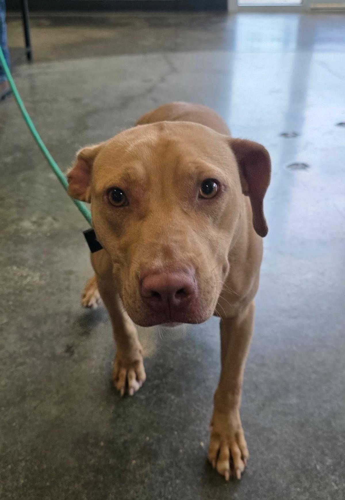 Enlarge Odessa-$75 Adoption Fee! Diamond Dog!, a Adoptable Pit Bull Terrier in Rockwall, TX image 2/3