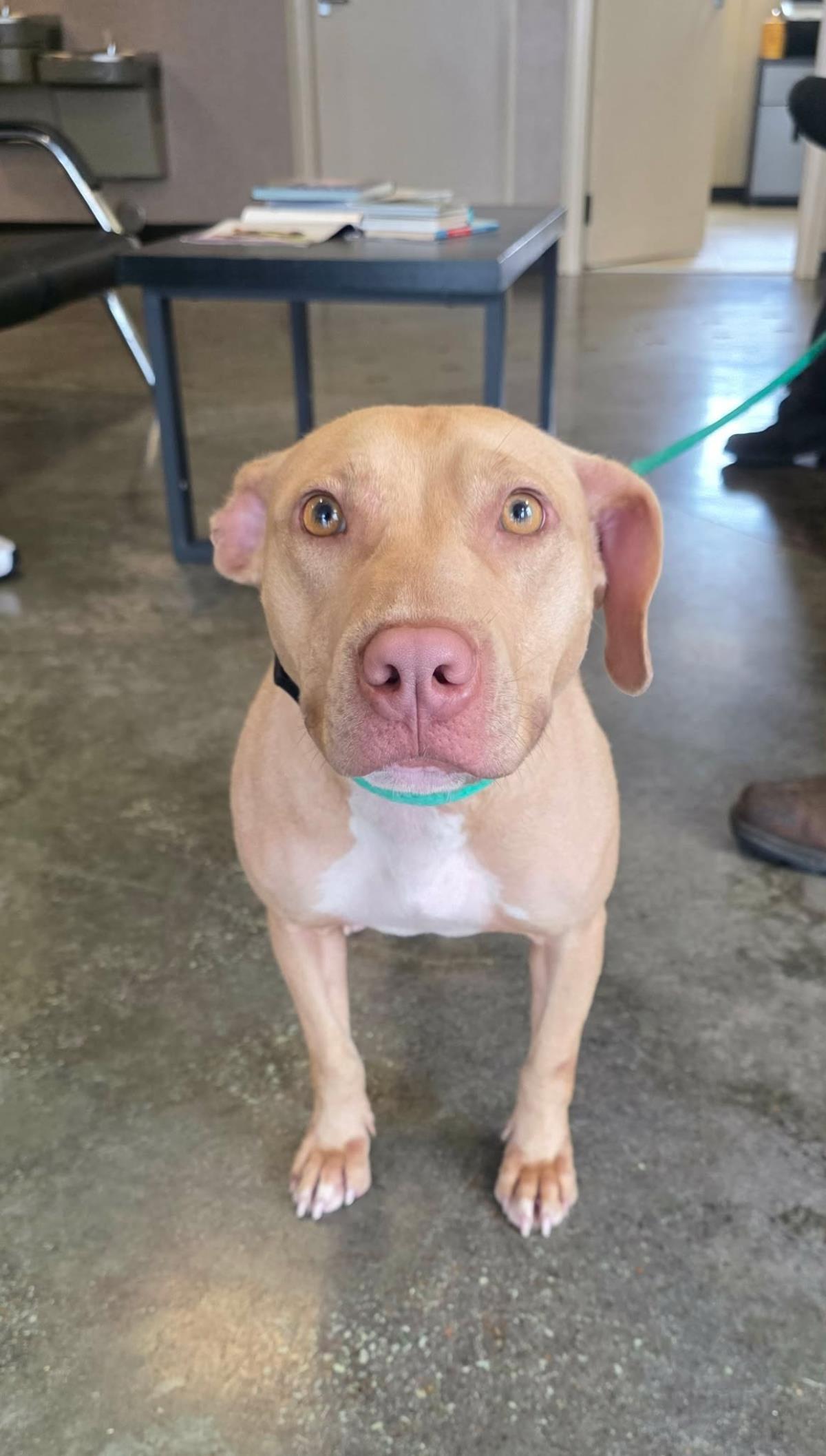 Odessa, a Adoptable Pit Bull Terrier in Rockwall, TX image 3/3