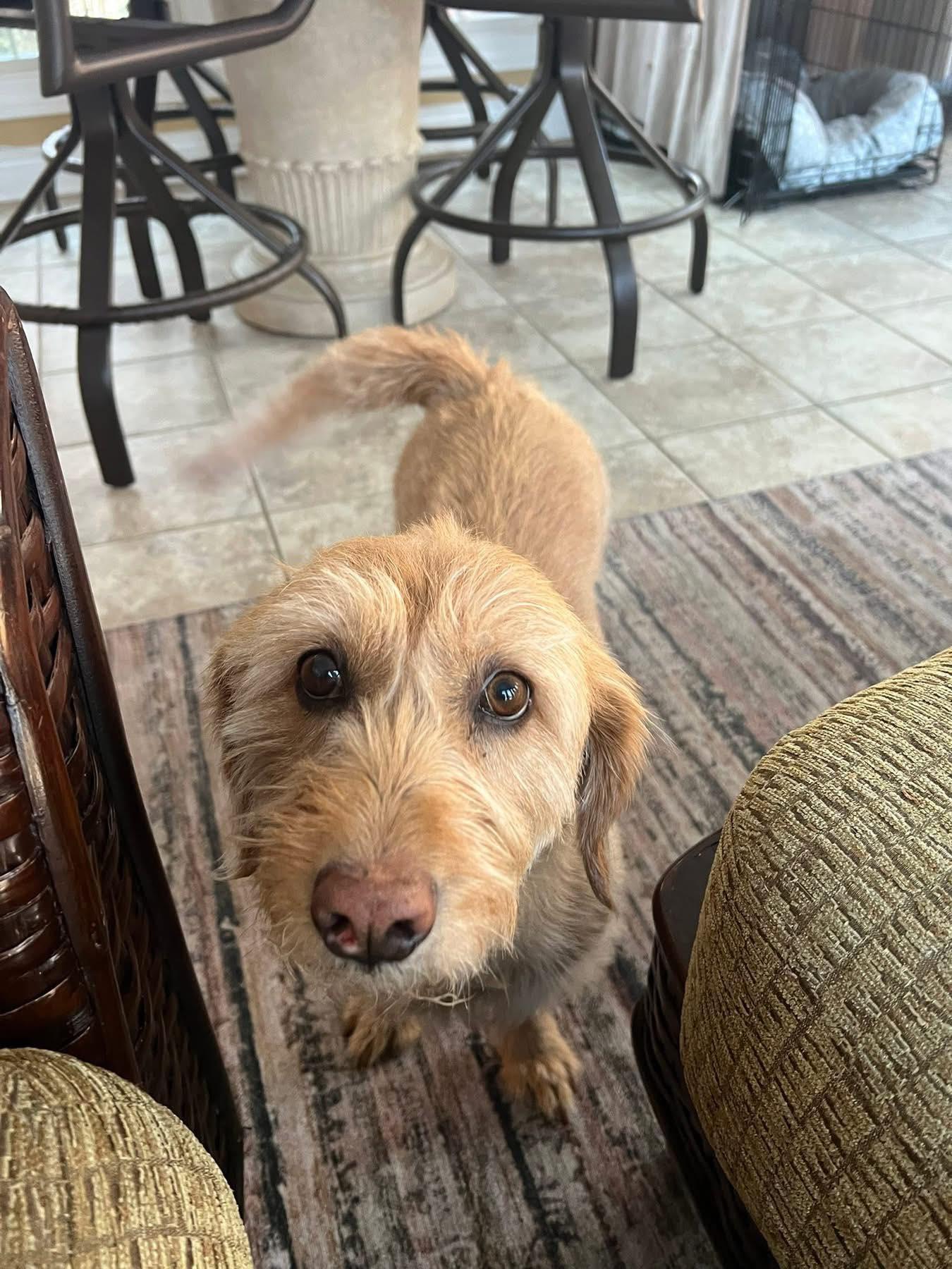 Molly, Adoptable, Senior Female Labradoodle.