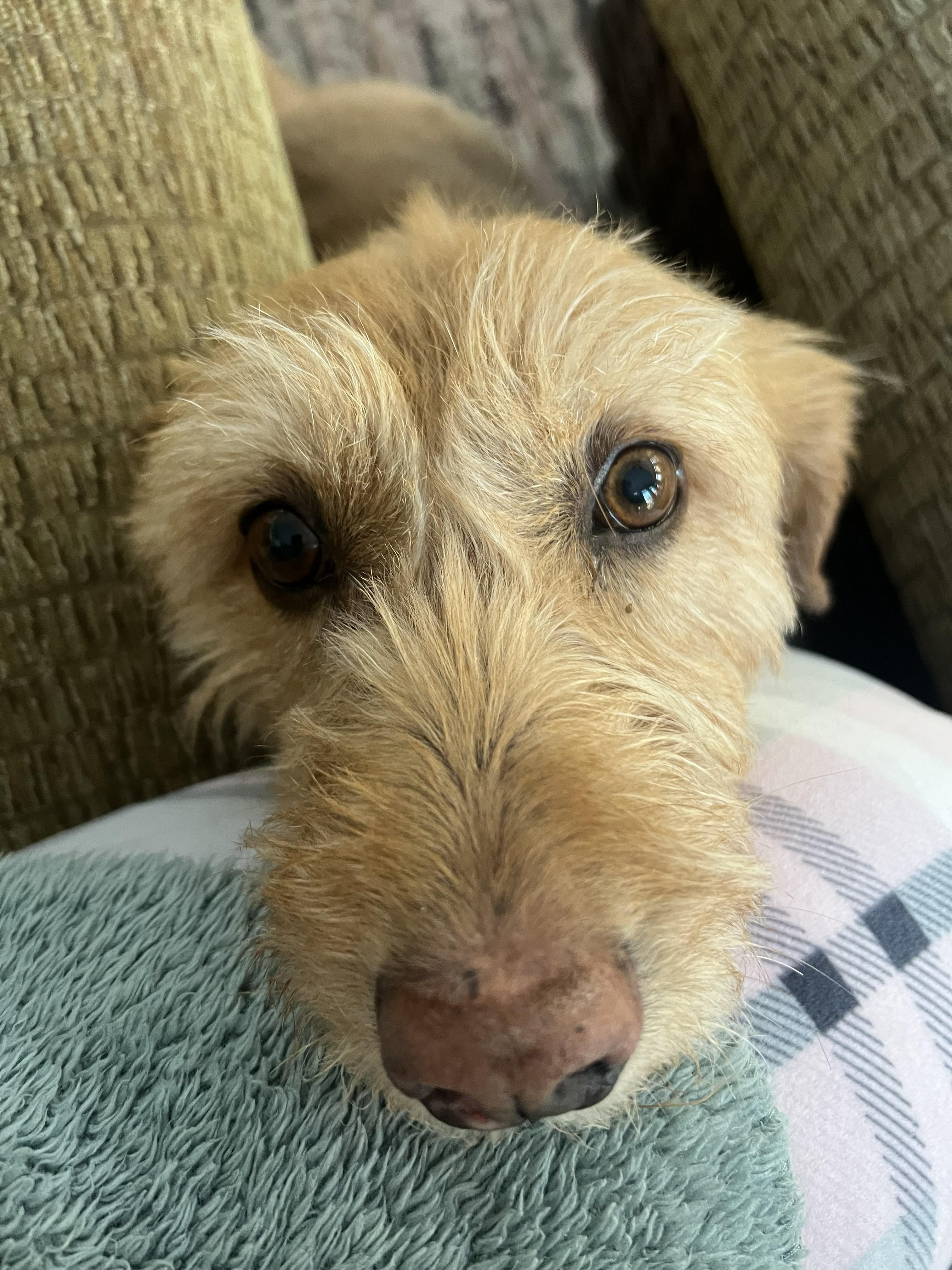 Molly, Adoptable, Senior Female Labradoodle.