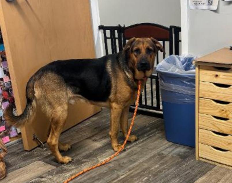 Enlarge LINUS, a Adoptable mixed breed in Carroll, OH image 3/3