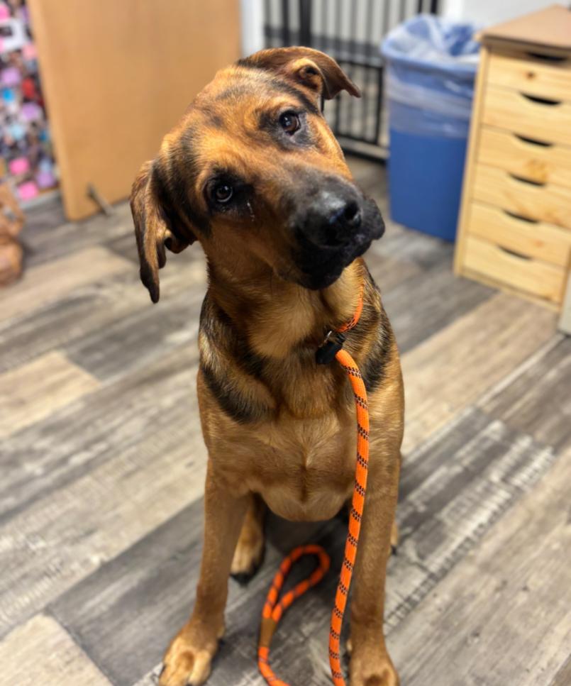 LINUS, Adoptable, Young Male Rottweiler & German Shepherd Dog.