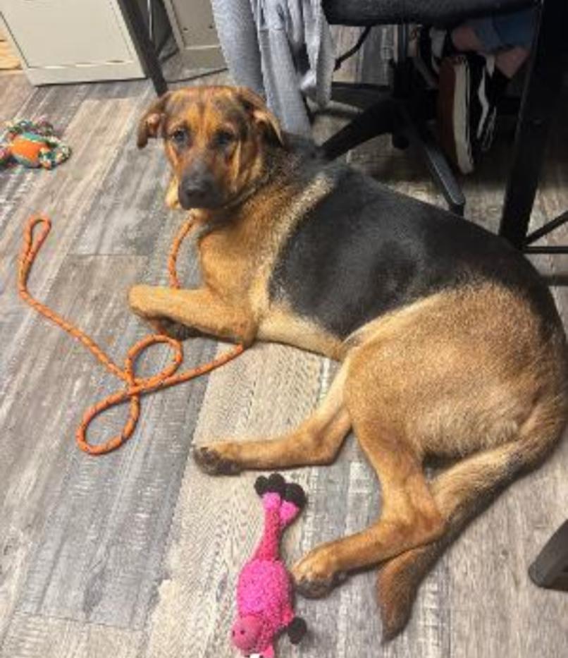 Enlarge LINUS, a Adoptable mixed breed in Carroll, OH image 2/3