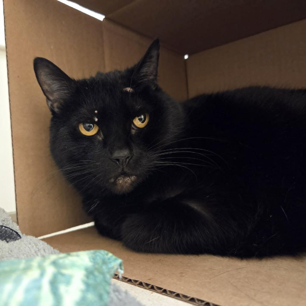 Mittens, Adoptable, Adult Female Domestic Short Hair.