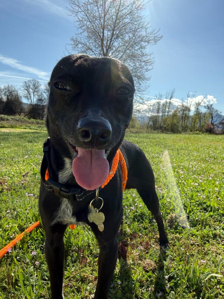 Enlarge Floki, a Adoptable Rat Terrier in Grants Pass, OR image 1/5